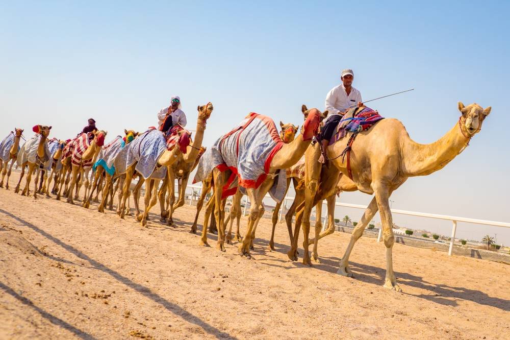 Feature image - Al Shahaniya Camel Racetrack, Qatar