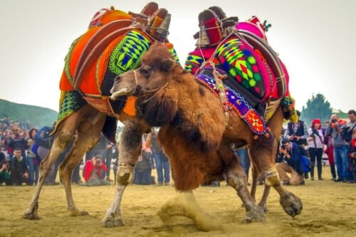 Feature image - Camel Wrestling Festival, in Selcuk, Turkey 2