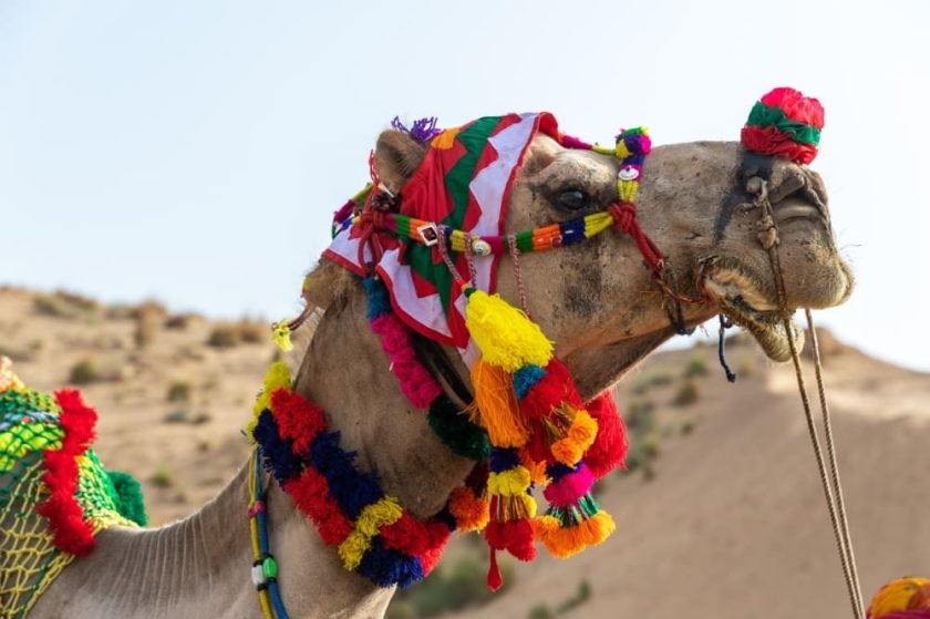 Bikaner-Camel-Festival-in-Bikaner-Rajasthan-India